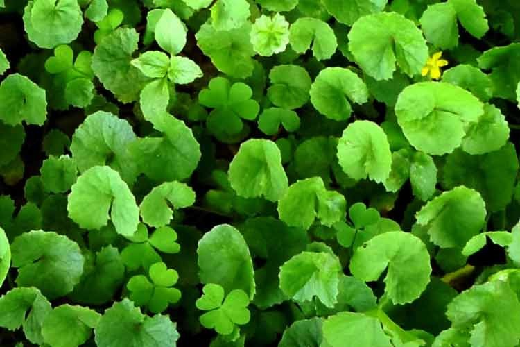 Готу кола польза. Центелла азиатская Centella Asiatica. Центелла азиатская (Готу кола). Центелла азиатская (Готу кола), трава, Краснодар. Тигровая трава центелла.